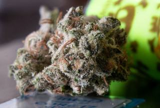 Terpènes du CBD : ce qu'ils changent vraiment