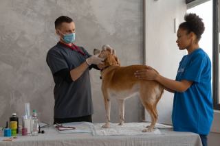CBD pour animaux : bienfaits et dosages pour chiens et chats