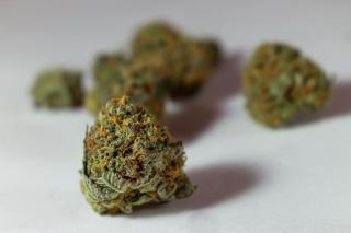 Tête de chanvre couverte de trichomes, où se forment les cannabinoïdes