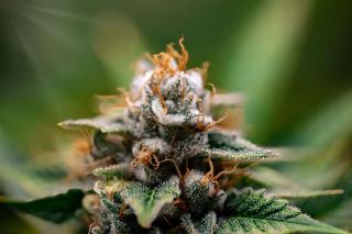 Ice Moon Rock CBD : fleur astéroïde enrobée de cristaux