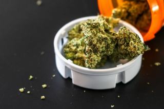 Fleurs de CBD : guide pour choisir les meilleures variétés