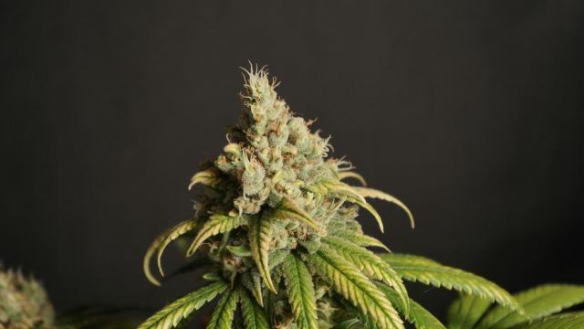 Hash ou fleur de CBD : ce qui change vraiment entre les deux Hash ou fleur de CBD : ce qui change vraiment entre les deux